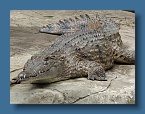 30 Freshwater crocodile